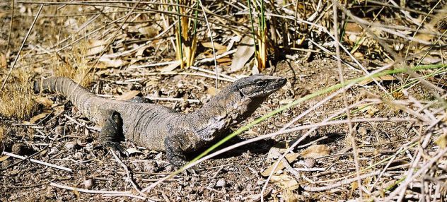 800px-goanna_south_australia