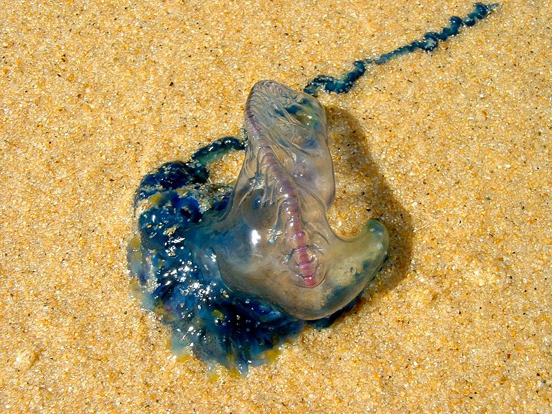 800px-Physalia-utriculus