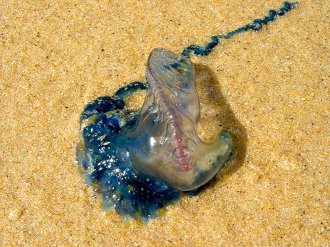 800px-Physalia-utriculus