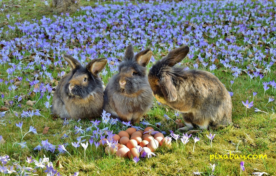 rabbit-3259861_960_720